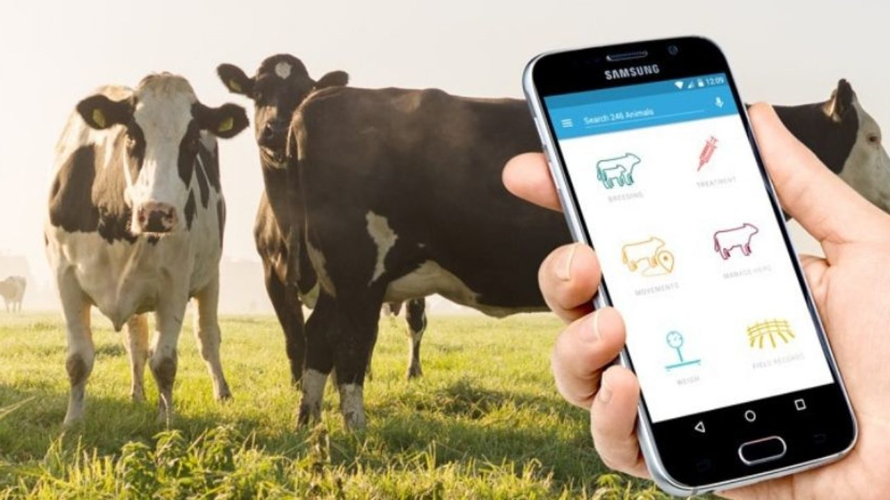 Dairy Sector Digitalization